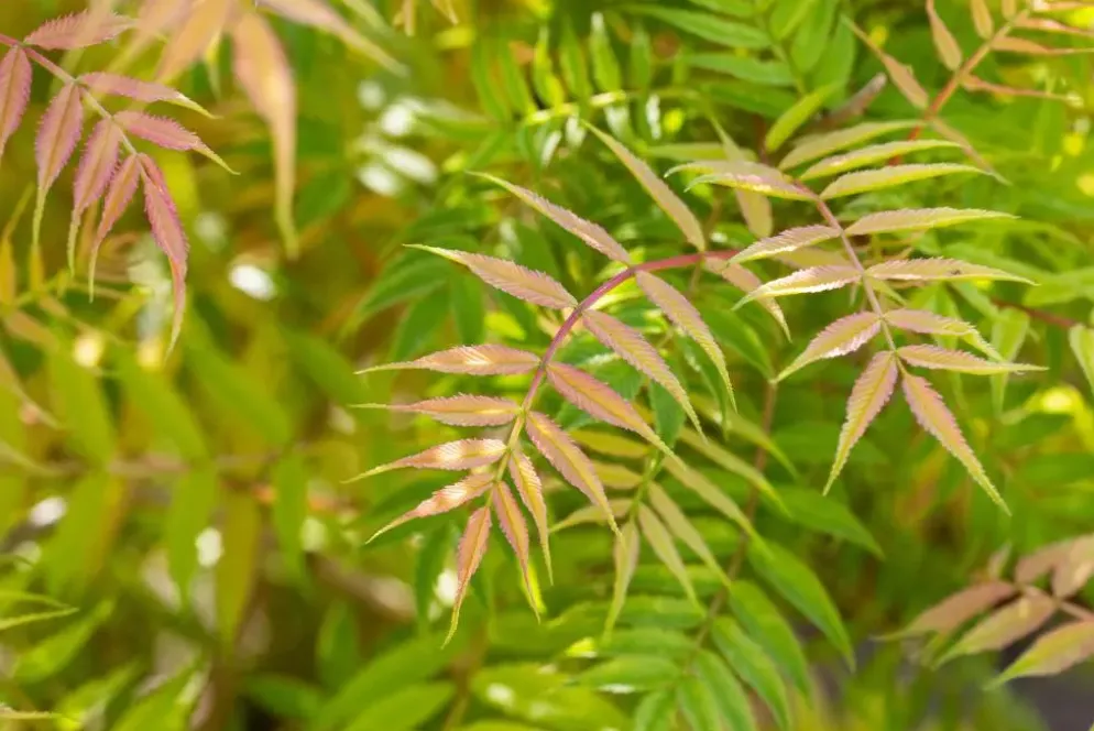 Sorbaria sorbifolia 'Sem'(s) (Lijsterbesspirea 'Sem')