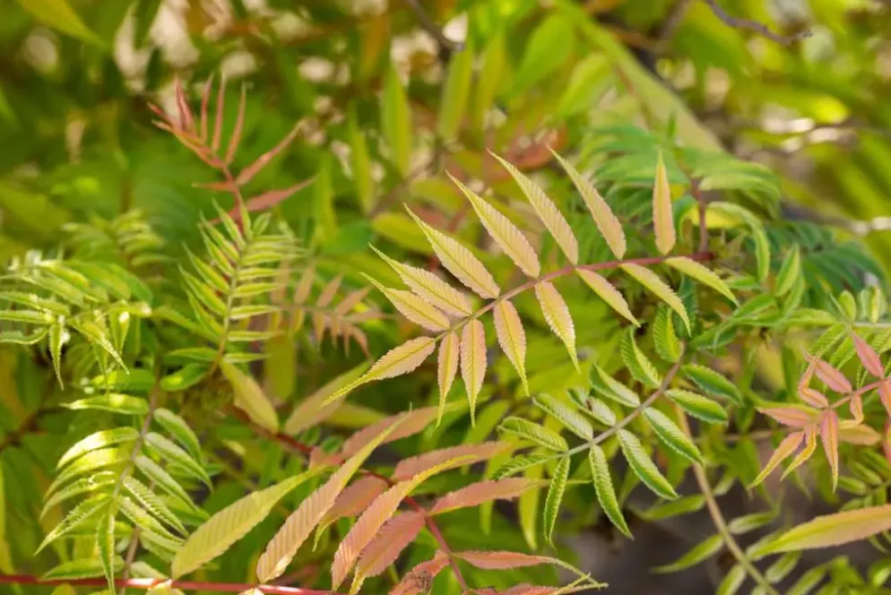 Sorbaria sorbifolia 'Sem'(s) (Lijsterbesspirea 'Sem')