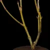 Sorbus aucuparia 'Ulong' (Lijsterbes 'Ulong')