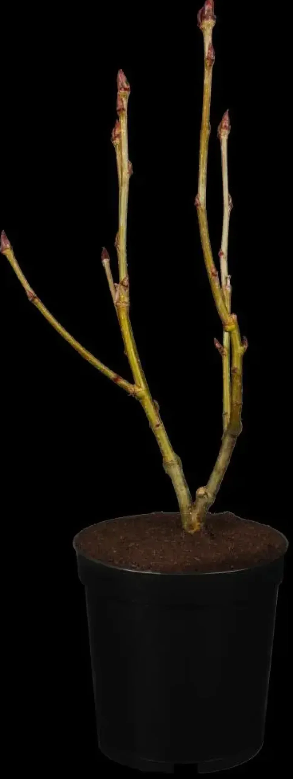 Sorbus aucuparia 'Ulong' (Lijsterbes 'Ulong')