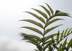 Sorbus aucuparia 'Ulong' (Lijsterbes 'Ulong')