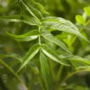 Sorbus aucuparia 'Ulong' (Lijsterbes 'Ulong')