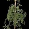 Sorbus 'Chinese Lace' (Lijsterbes 'Chinese Lace')