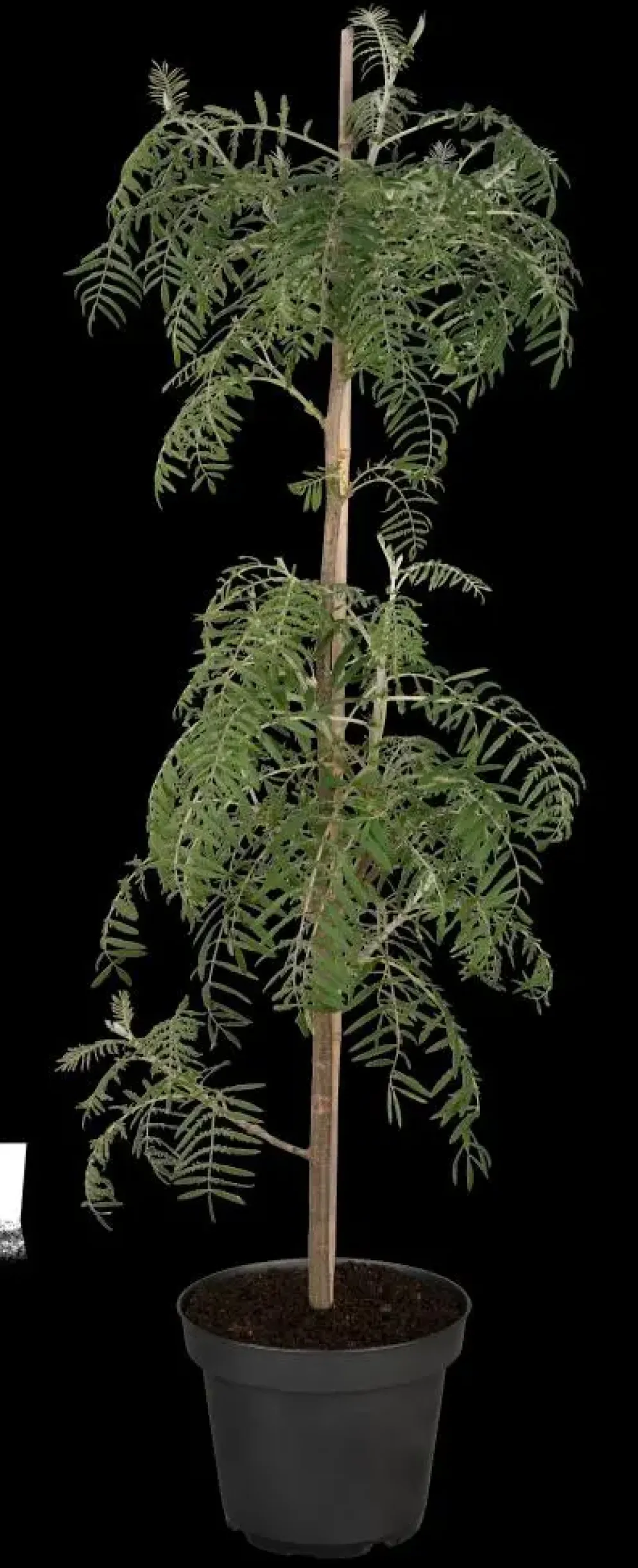 Sorbus 'Chinese Lace' (Lijsterbes 'Chinese Lace')