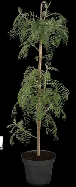 Sorbus 'Chinese Lace' (Lijsterbes 'Chinese Lace')