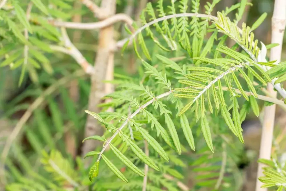 Sorbus 'Chinese Lace' (Lijsterbes 'Chinese Lace')