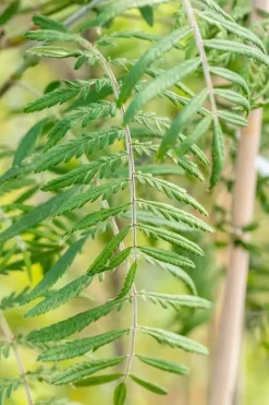 Sorbus 'Chinese Lace' (Lijsterbes 'Chinese Lace')
