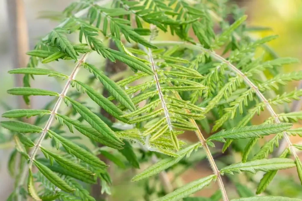 Sorbus 'Chinese Lace' (Lijsterbes 'Chinese Lace')
