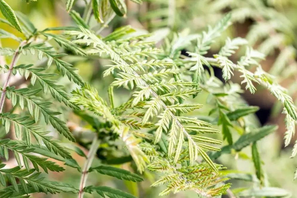 Sorbus 'Chinese Lace' (Lijsterbes 'Chinese Lace')