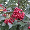 Sorbus folgneri 'Emiel' (Lijsterbes 'Emiel')