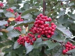 Sorbus folgneri 'Emiel' (Lijsterbes 'Emiel')
