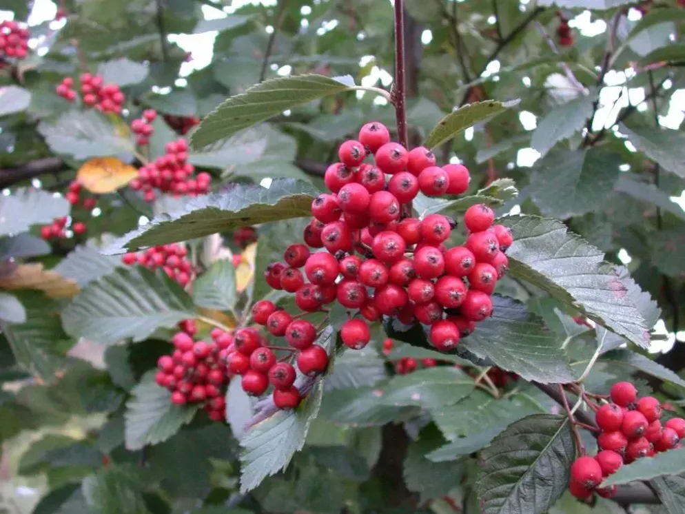 Sorbus folgneri 'Emiel' (Lijsterbes 'Emiel')