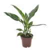 Spathiphyllum diamond (Lepelplant, Vaantjesplant) 40cm