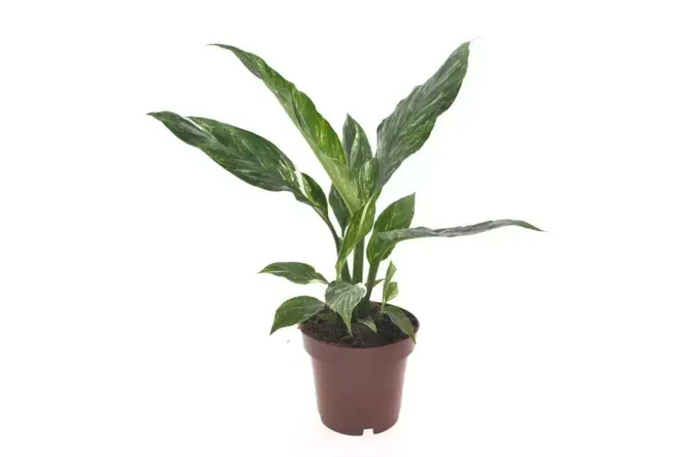 Spathiphyllum diamond (Lepelplant, Vaantjesplant) 40cm