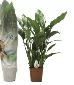 Spathiphyllum (Lepelplant, Vaantjesplant) 120cm