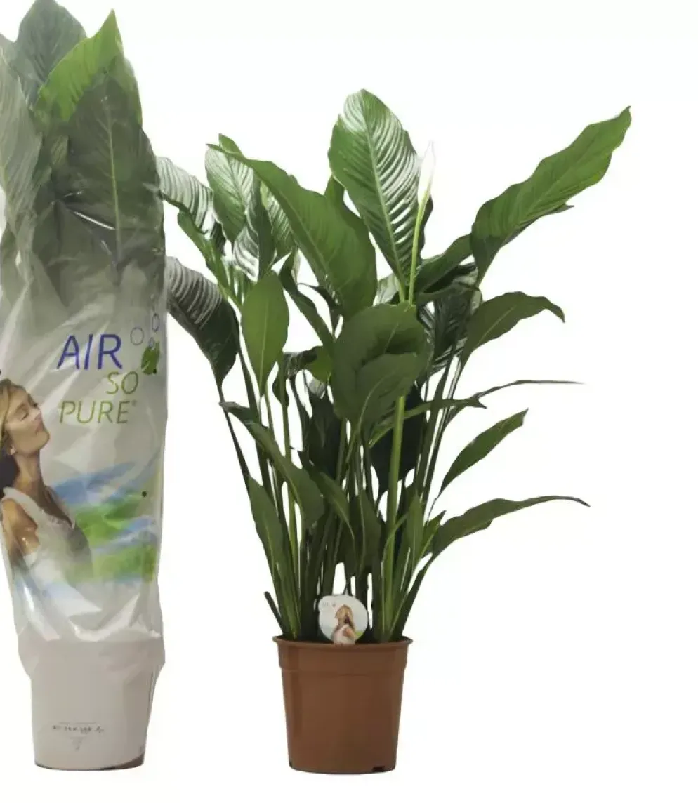 Spathiphyllum (Lepelplant, Vaantjesplant) 120cm