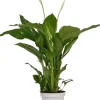 Spathiphyllum strauss (Lepelplant, Vaantjesplant) 50 cm