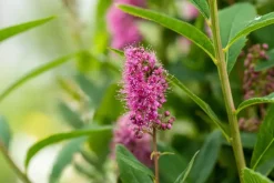 Spiraea billardii 'Triumphans' (Spiraea 'Triumphans')