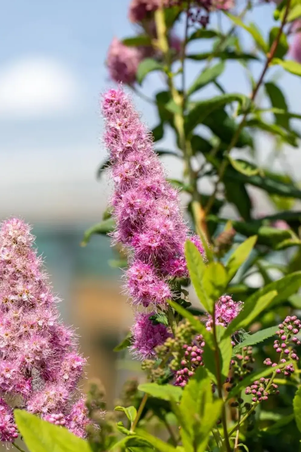 Spiraea billardii 'Triumphans' (Spiraea 'Triumphans')
