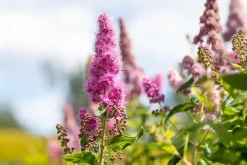 Spiraea billardii 'Triumphans' (Spiraea 'Triumphans')