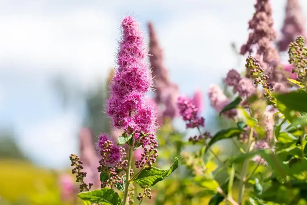 Spiraea billardii 'Triumphans' (Spiraea 'Triumphans')