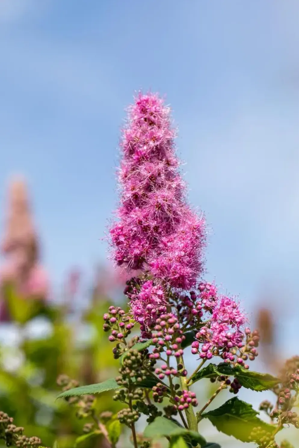 Spiraea billardii 'Triumphans' (Spiraea 'Triumphans')