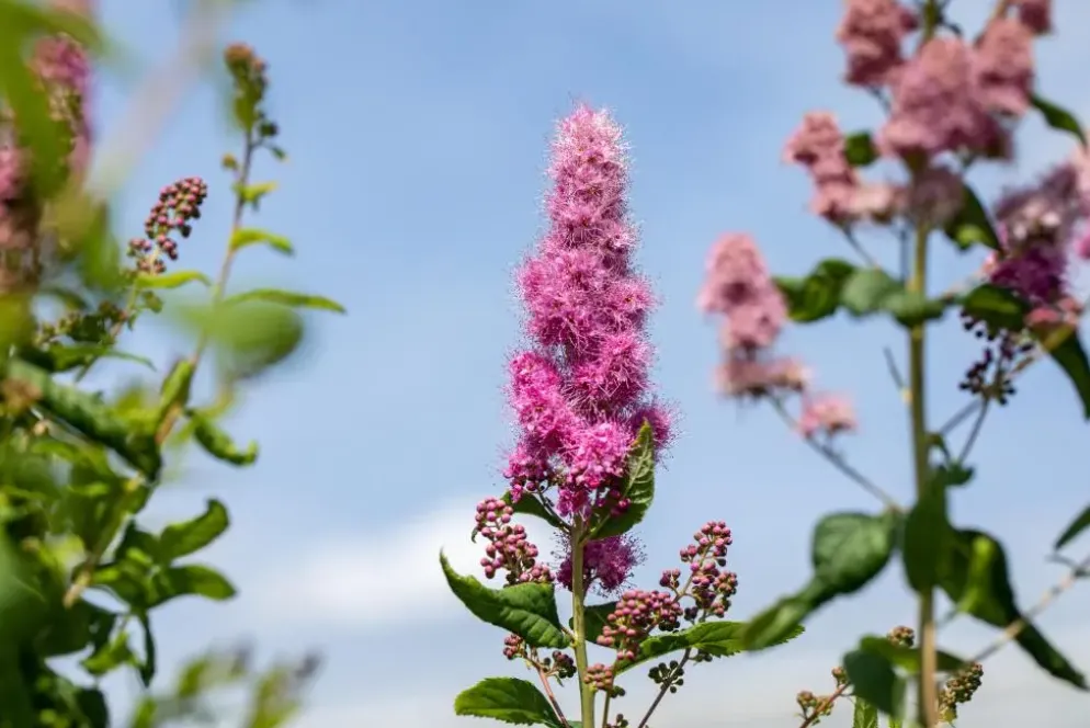 Spiraea billardii 'Triumphans' (Spiraea 'Triumphans')