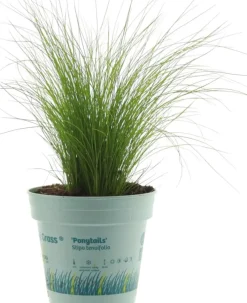 Stipa tenuifolia 'Ponytails' (Vedergras) 20cm