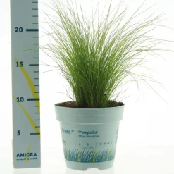 Stipa tenuifolia 'Ponytails' (Vedergras) 20cm