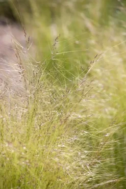 Stipa tenuifolia 'Ponytails' (Vedergras) 20cm