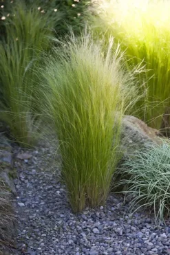 Stipa tenuifolia 'Ponytails' (Vedergras) 20cm