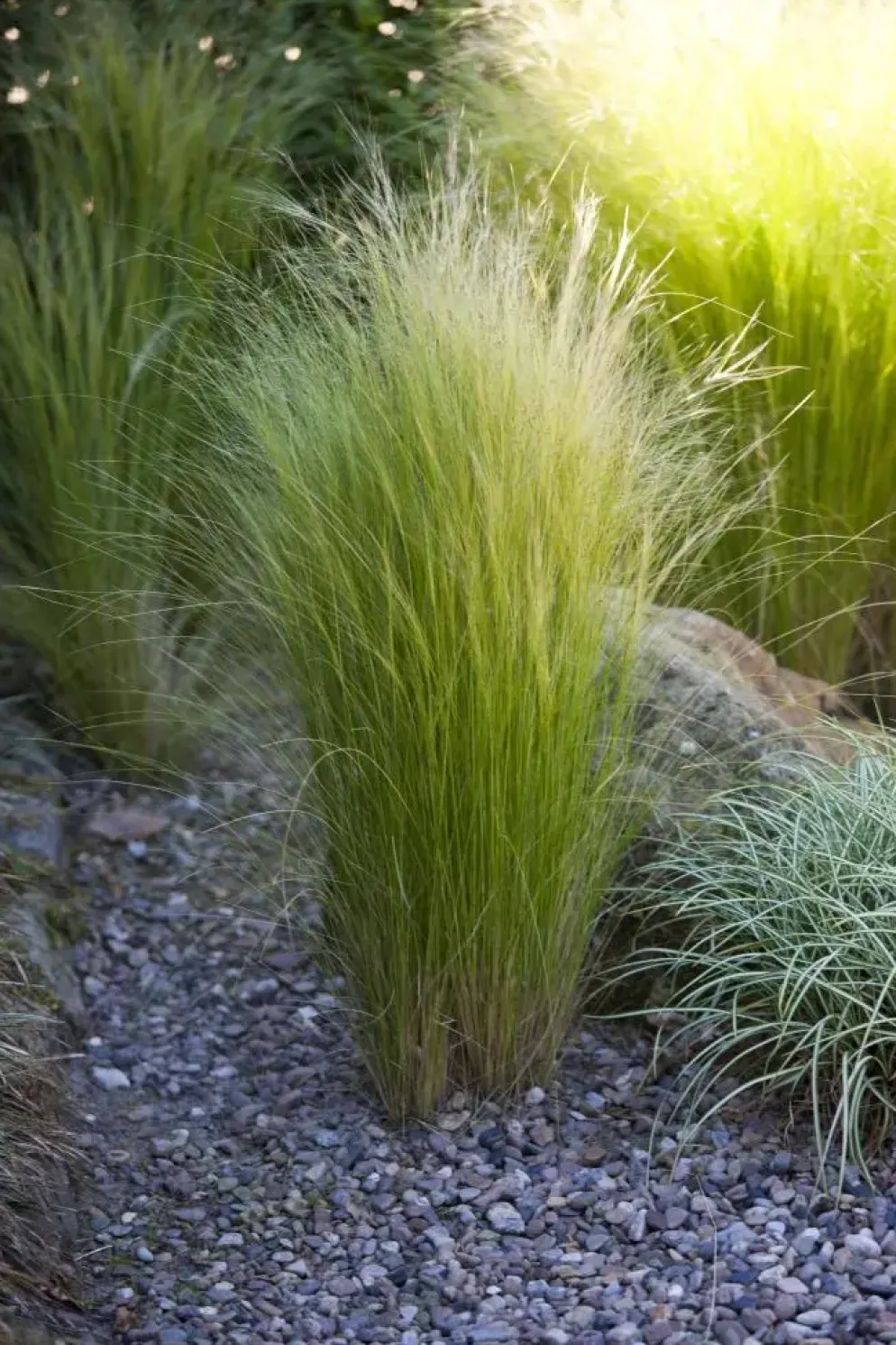 Stipa tenuifolia 'Ponytails' (Vedergras) 20cm