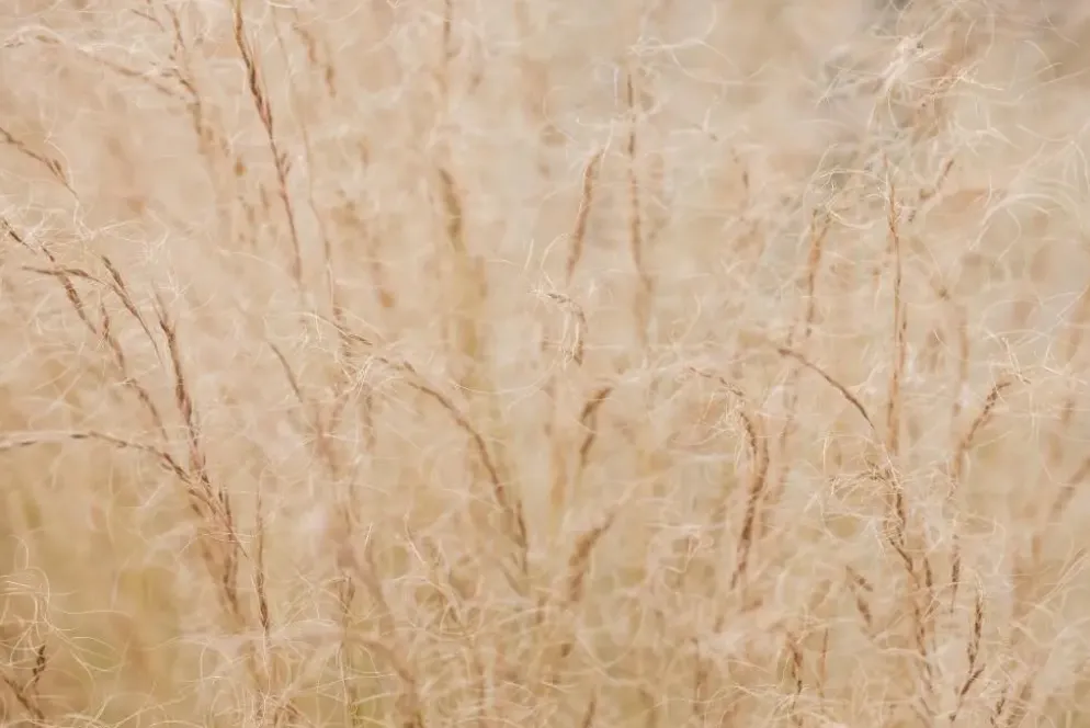 Stipa tenuifolia 'Ponytails' (Vedergras) 20cm