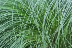 Stipa tenuifolia 'Ponytails' (Vedergras) 20cm