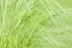 Stipa tenuifolia 'Ponytails' (Vedergras) 20cm