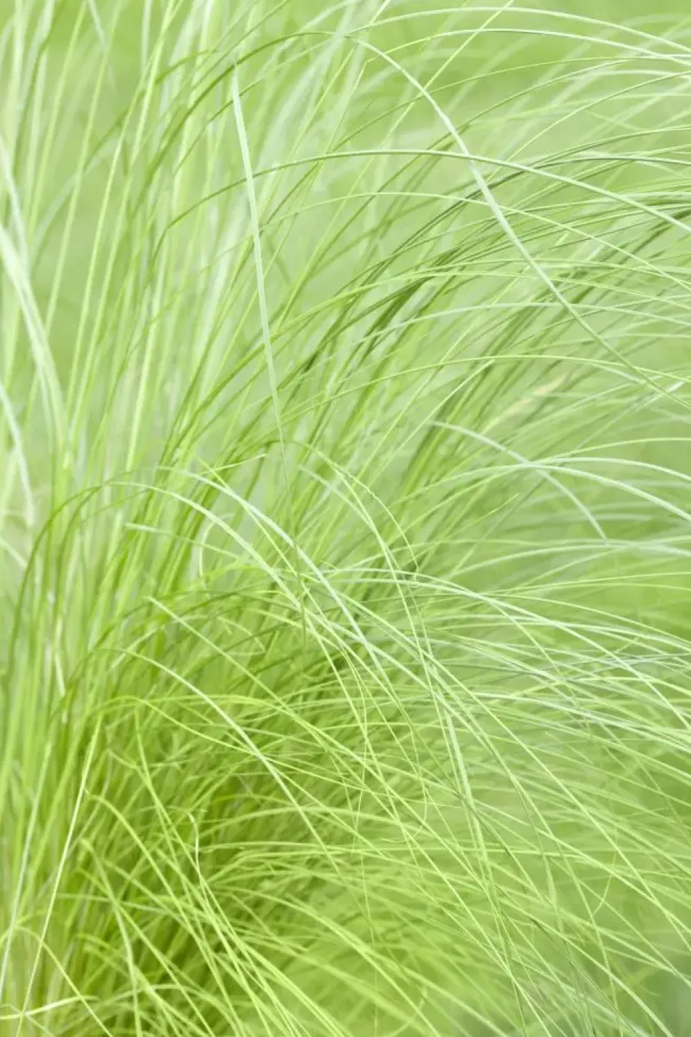 Stipa tenuifolia 'Ponytails' (Vedergras) 20cm