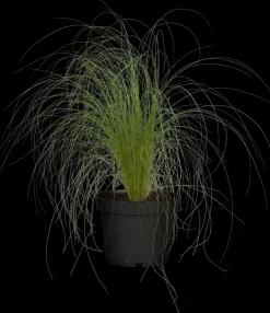 Stipa tenuifolia 'Ponytails' (Vedergras) 20cm