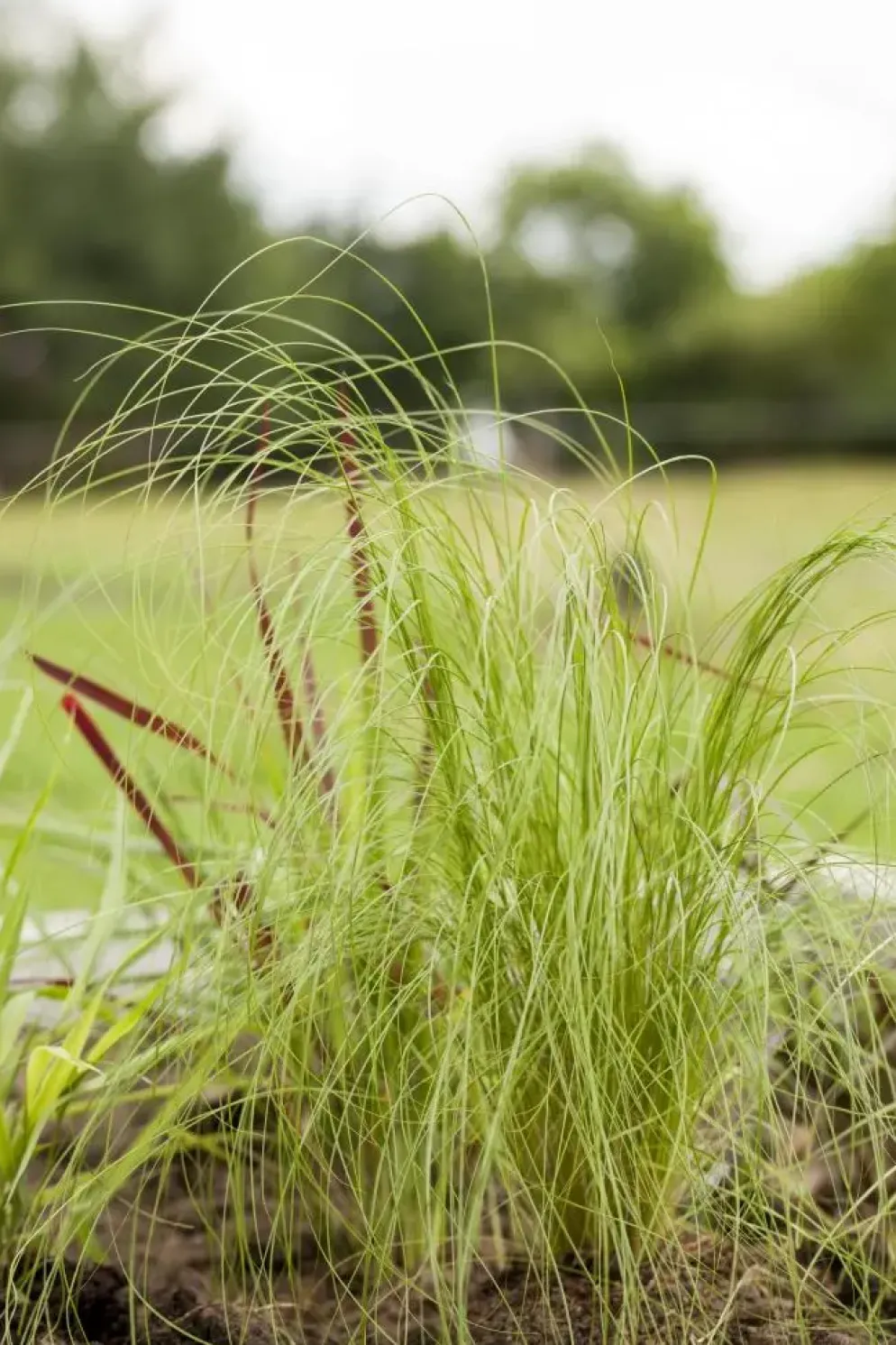 Stipa tenuifolia 'Ponytails' (Vedergras) 20cm