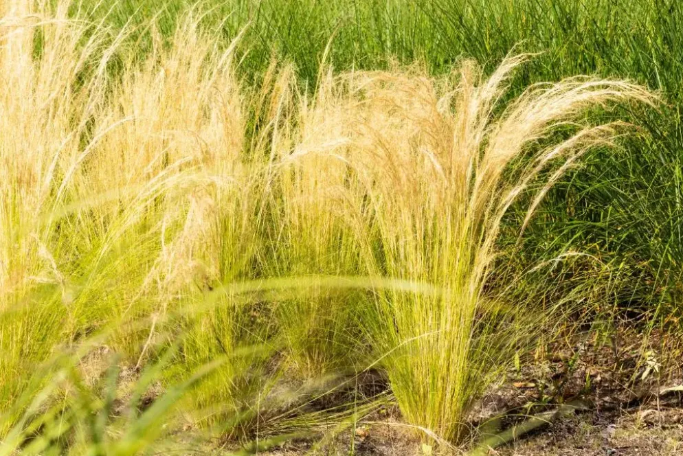 Stipa tenuifolia 'Ponytails' (Vedergras) 20cm