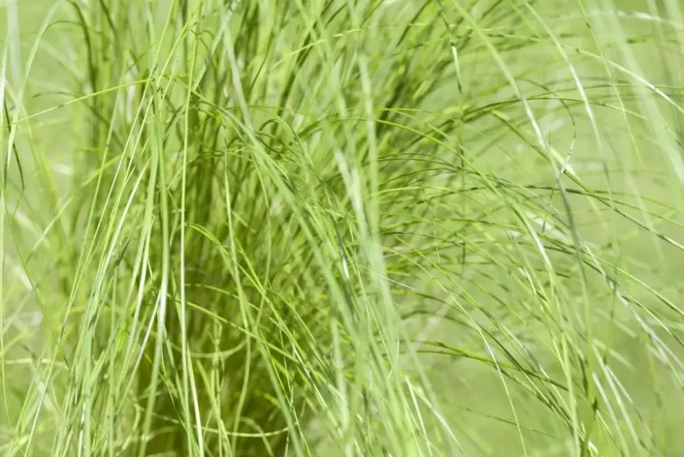Stipa tenuifolia 'Ponytails' (Vedergras) 20cm