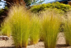 Stipa tenuifolia 'Ponytails' (Vedergras) 20cm