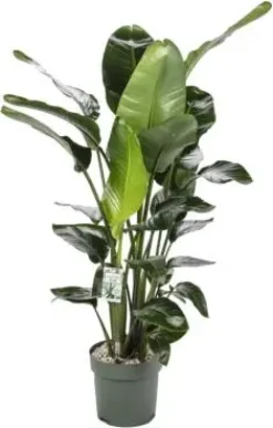 Strelitzia nicolai