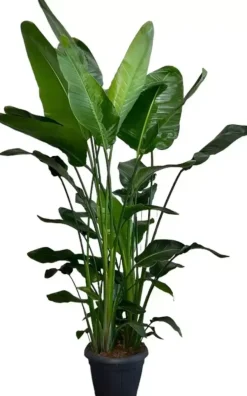 Strelitzia nicolai (Paradijsvogelbloem) 175cm