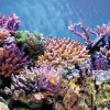 Superfish Deco poster a1 l60b30cm