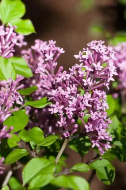 Syringa Bloomerang® 'Dark Purple' (Sering 'Bloomerang® 'Dark Purple'')