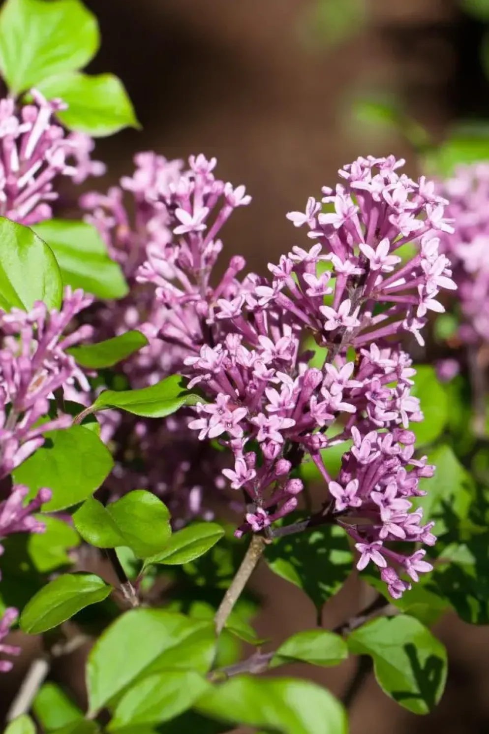 Syringa Bloomerang® 'Dark Purple' (Sering 'Bloomerang® 'Dark Purple'')