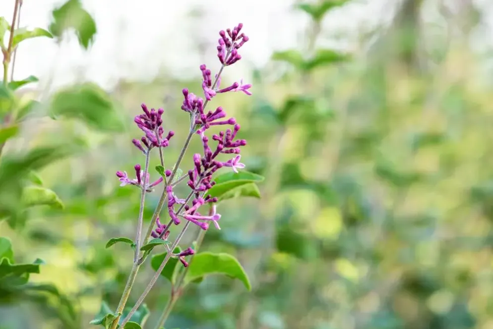 Syringa Bloomerang® 'Dark Purple' (Sering 'Bloomerang® 'Dark Purple'')