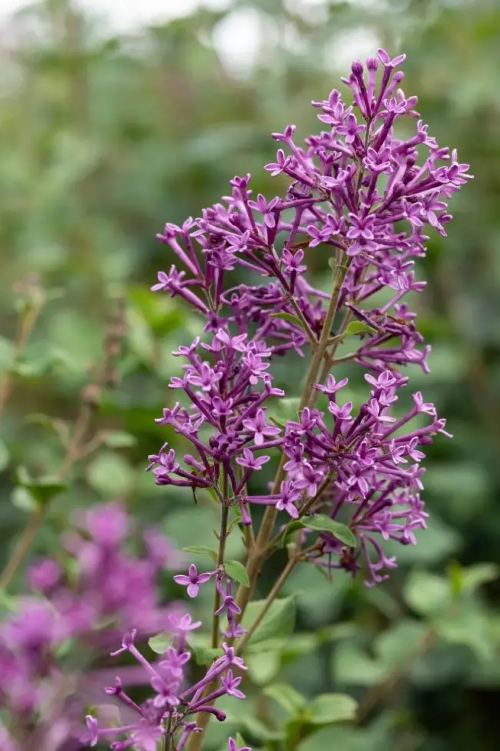 Syringa Bloomerang® 'Dark Purple' (Sering 'Bloomerang® 'Dark Purple'')