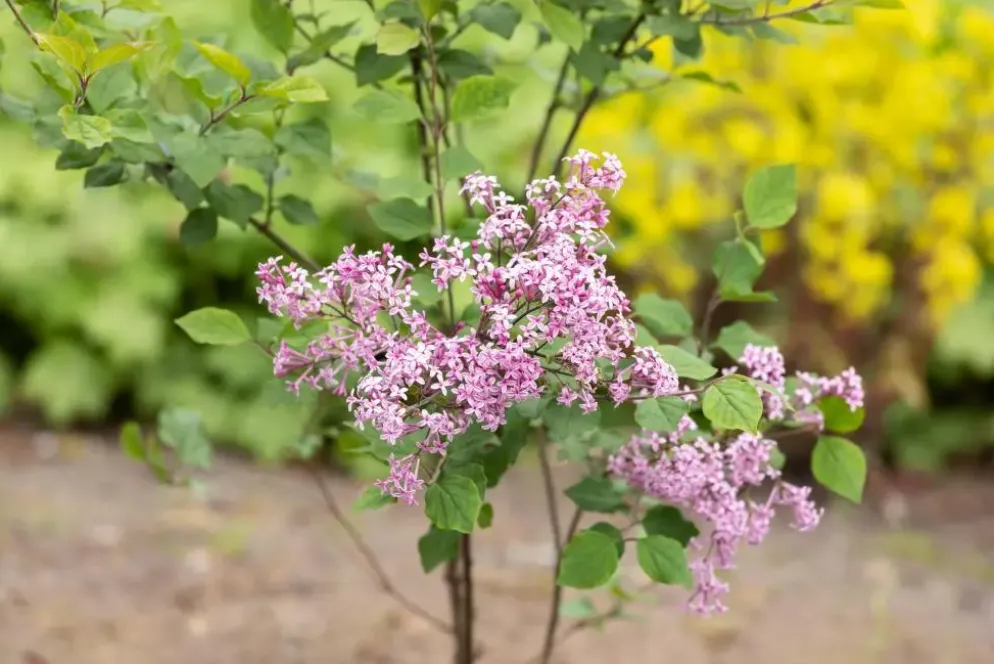 Syringa Bloomerang® 'Dark Purple' (Sering 'Bloomerang® 'Dark Purple'')