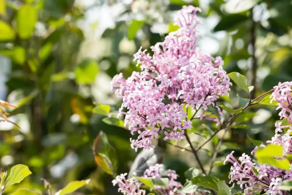 Syringa Bloomerang® 'Dark Purple' (Sering 'Bloomerang® 'Dark Purple'')